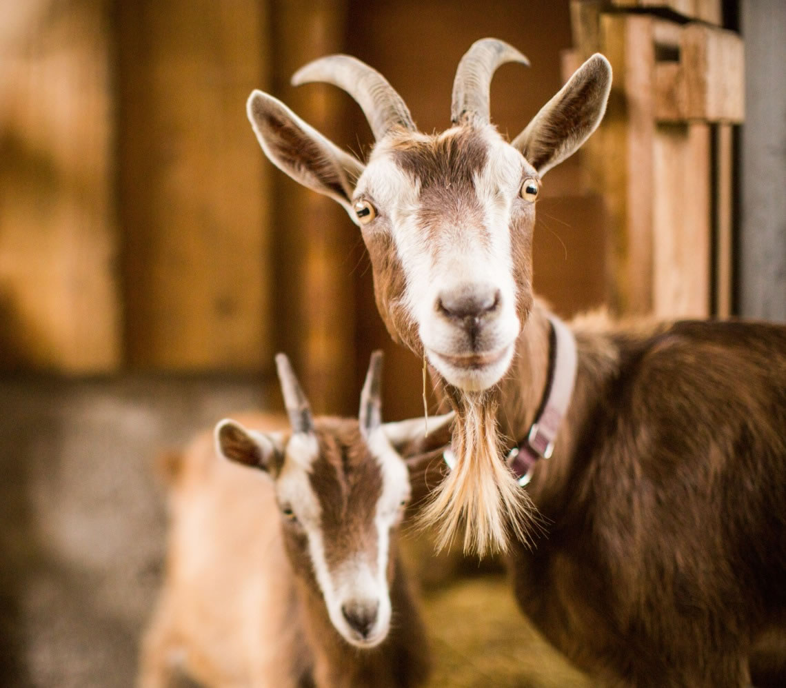 goat meat loan